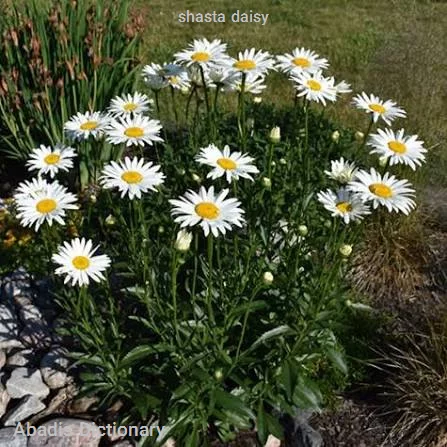 shasta daisy